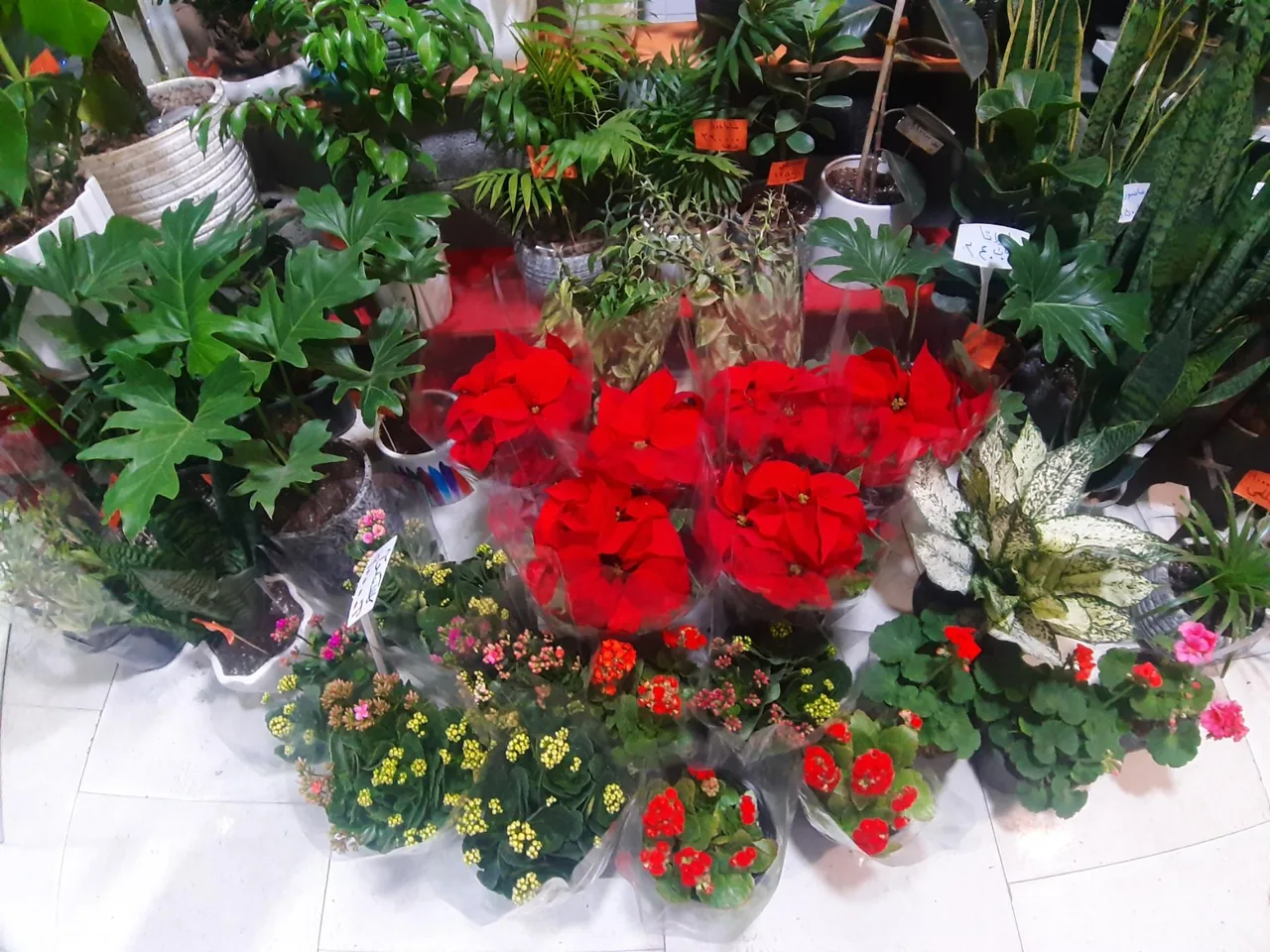 گلفروشی پردیس گاردن - تصویر 3