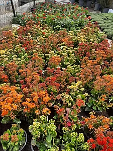 تولیدی گل و گیاه گل سرخ
