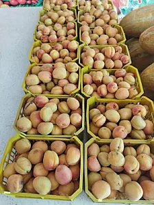 سوپر میوه فروشی پایگاه