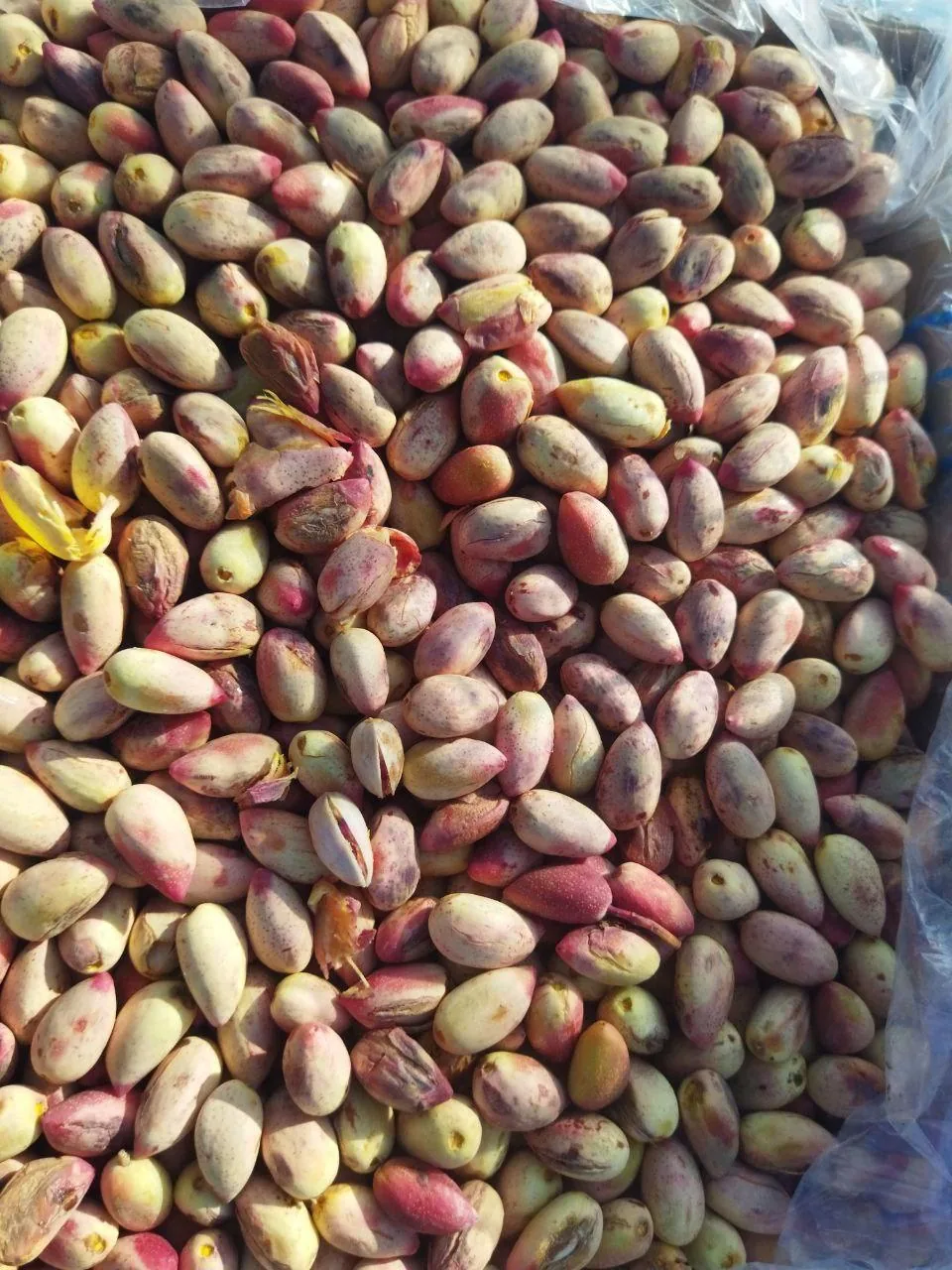سوپر میوه فروشی پایگاه - تصویر 5