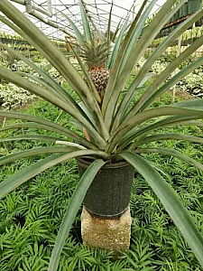 گلخانه نگارینا