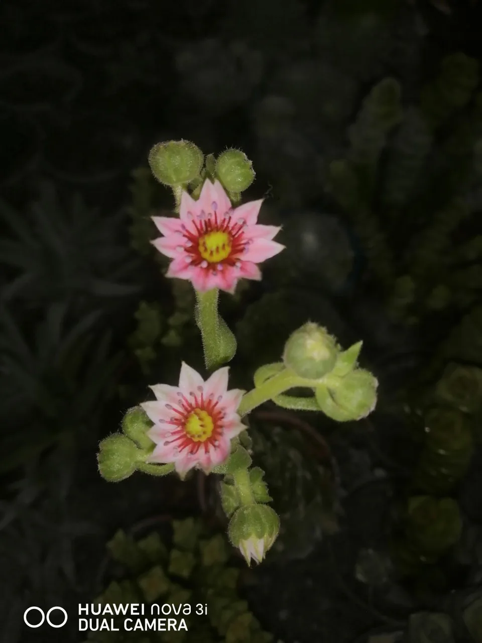 گل آنتیک - تصویر 5