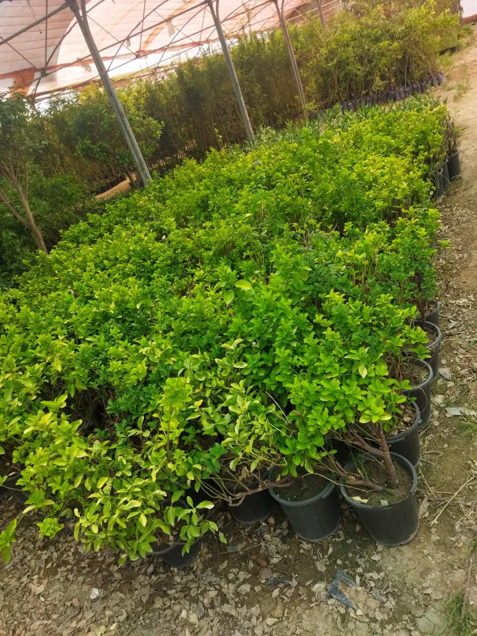 نهالستان مروارید سبز - تصویر 5