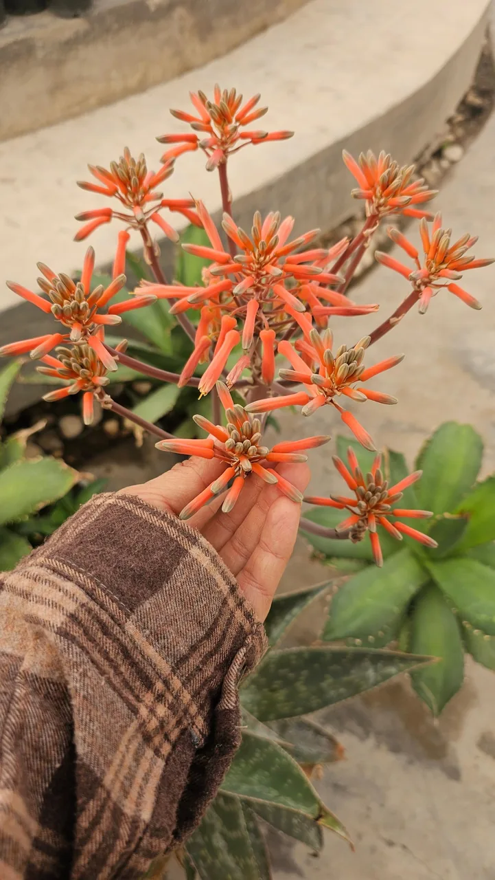 مجموعه گل و گیاه و گردشگری ناردین - تصویر 3
