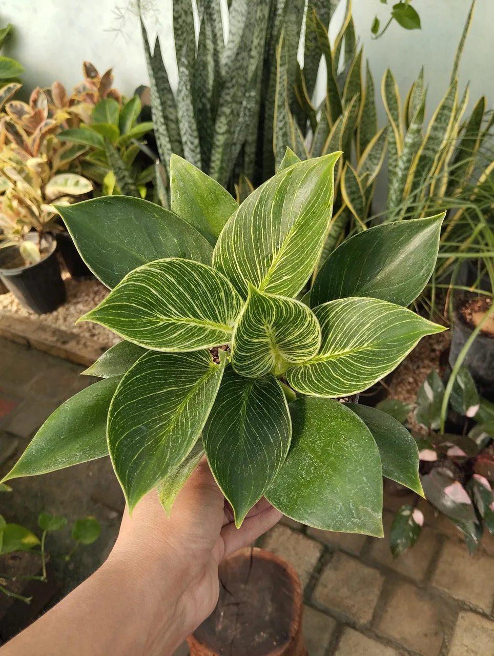 گلخانه بهشت اصفهان - تصویر 2