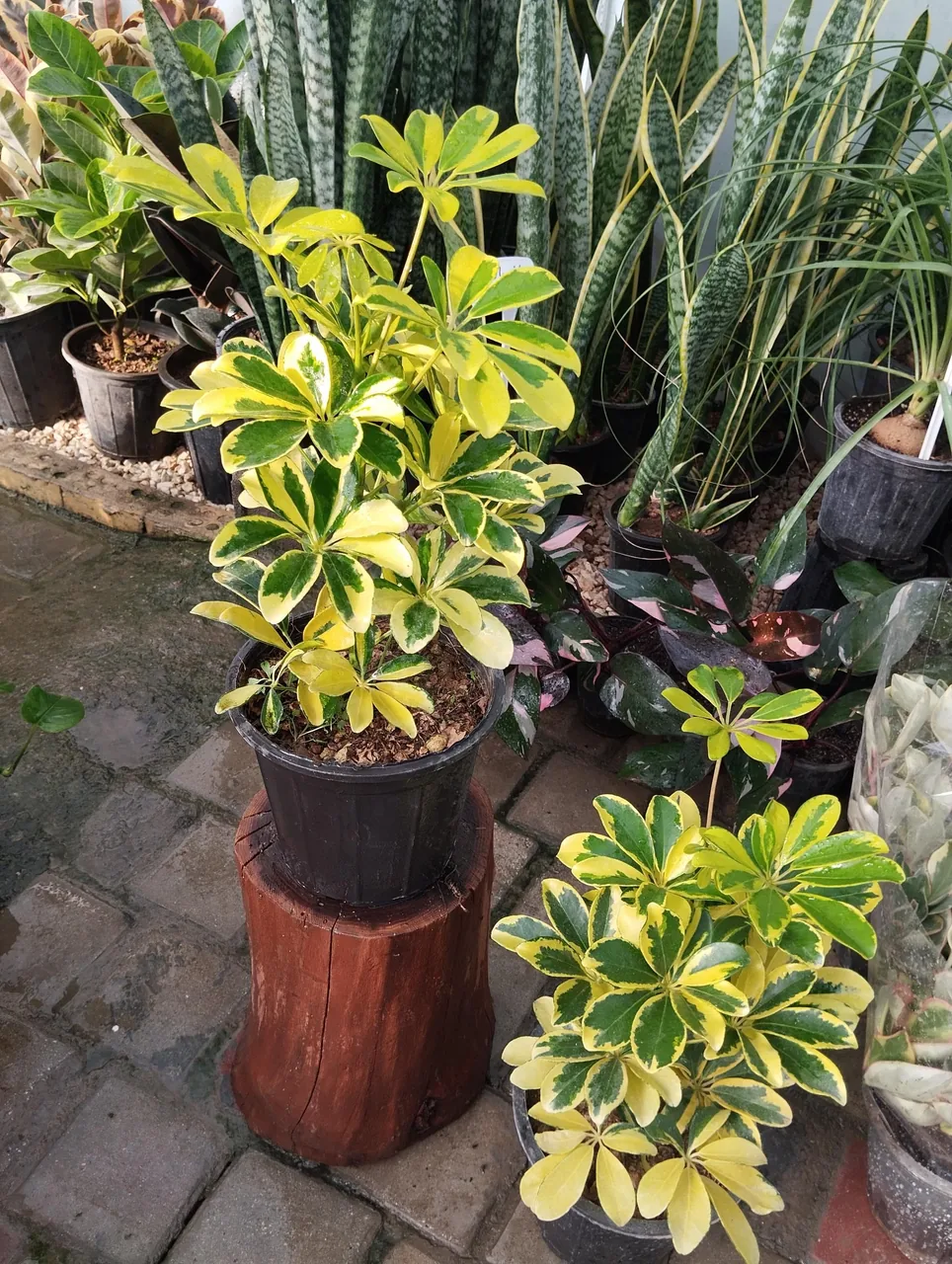گلخانه بهشت اصفهان - تصویر 3