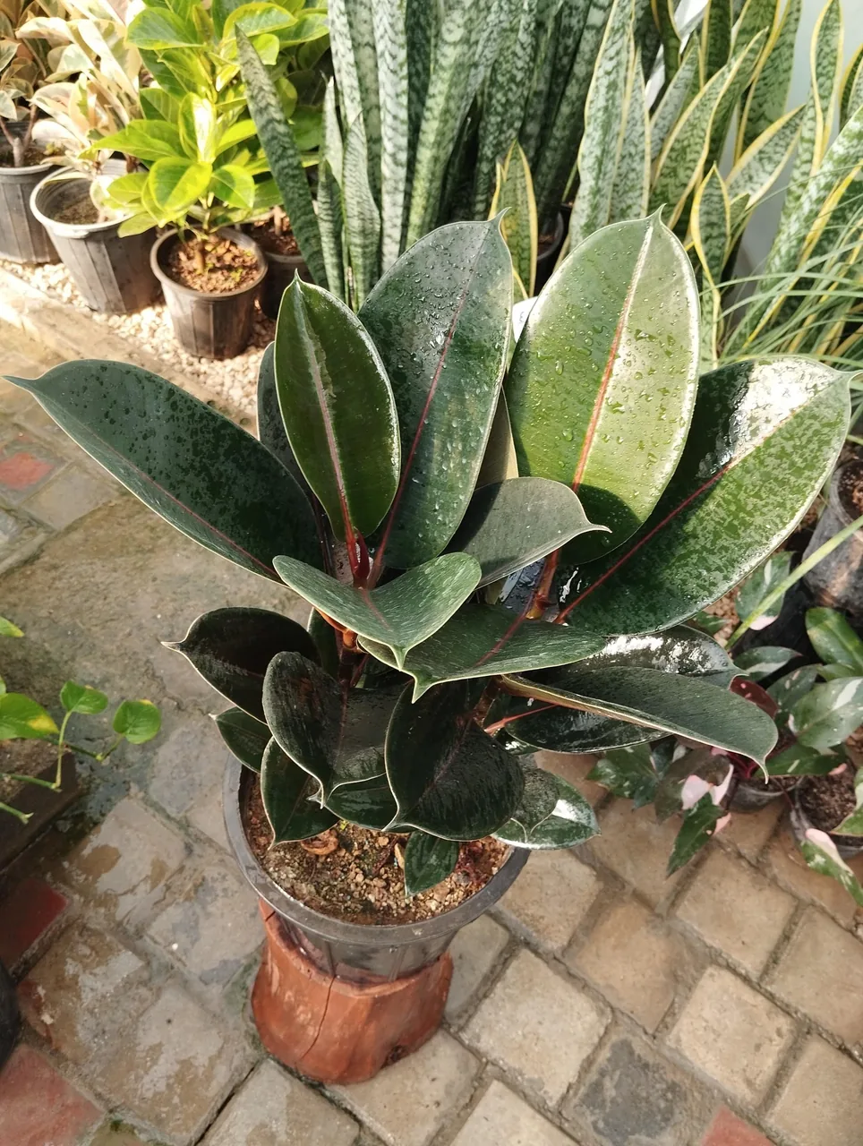 گلخانه بهشت اصفهان - تصویر 4
