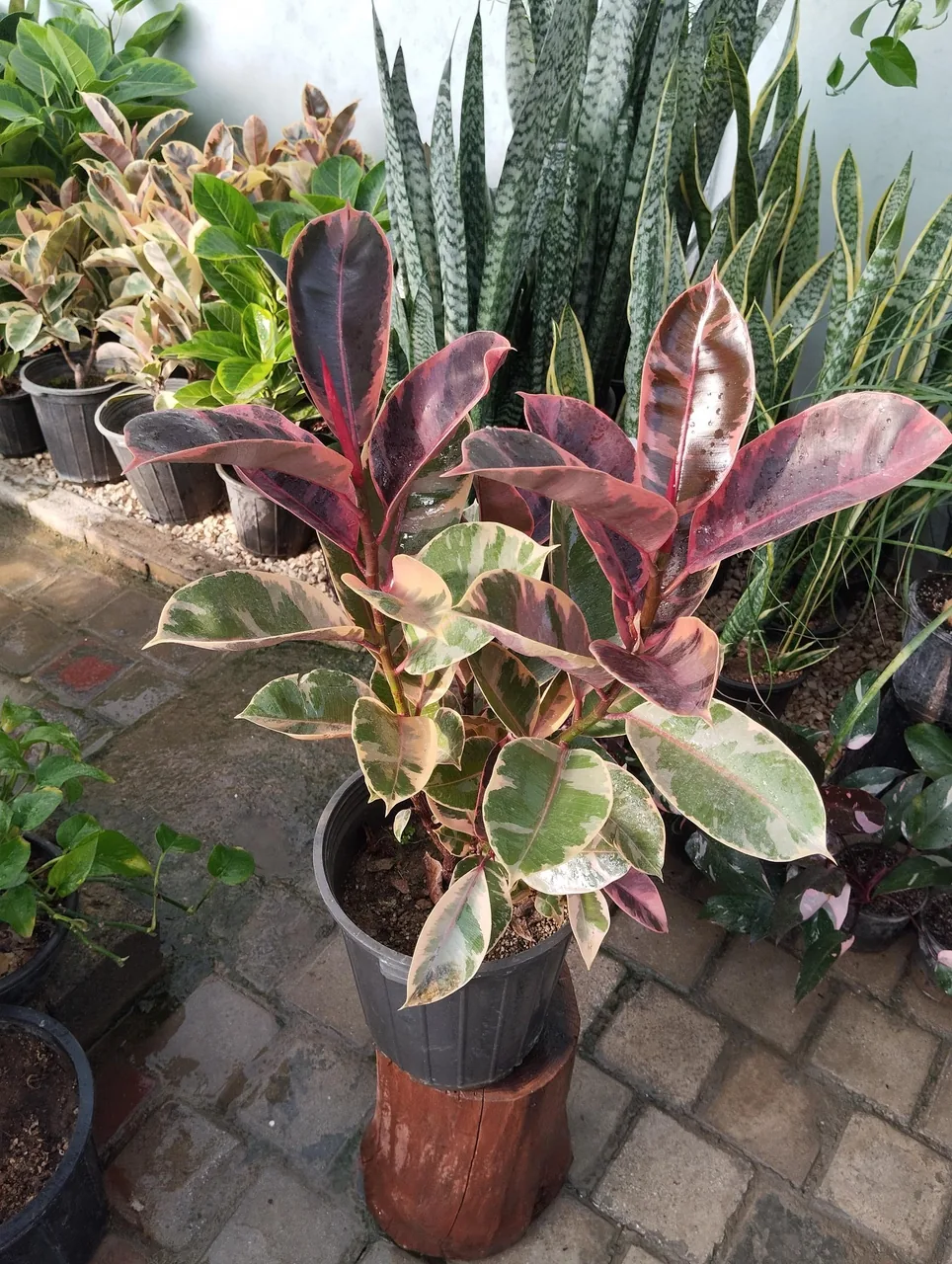 گلخانه بهشت اصفهان - تصویر 5
