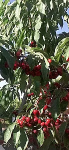 تولیدی گل و نهال تک نهال سپاهان