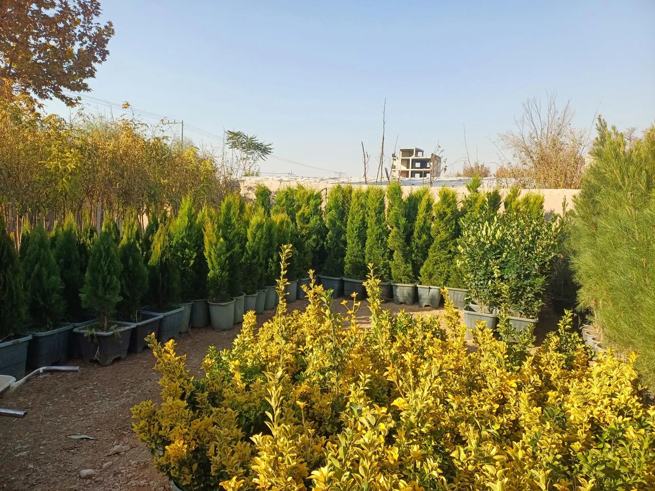 تولیدی گل و گیاه نهال گستر - تصویر 3