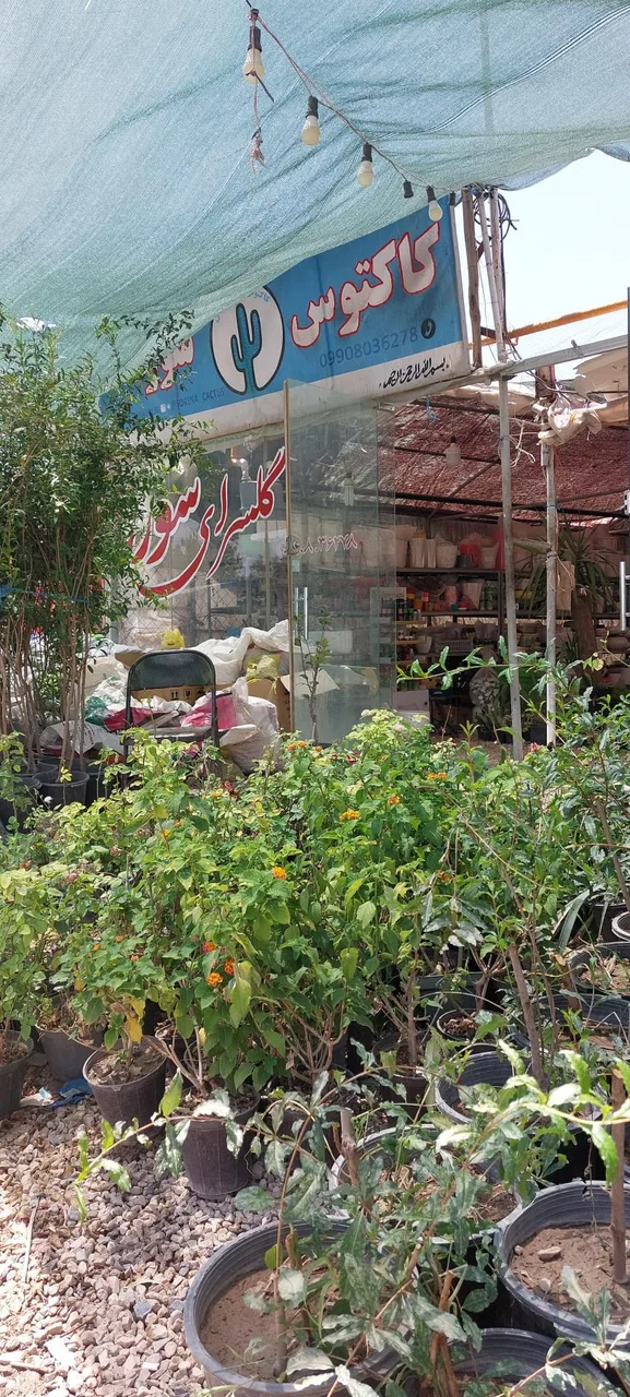 گلخانه کاکتوس سورنا - تصویر 4