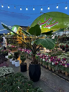گلسرای ستایش