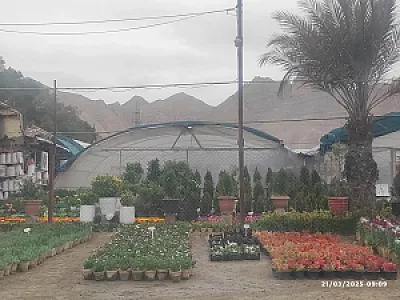 گلخانه پرورش کاکتوس زرین