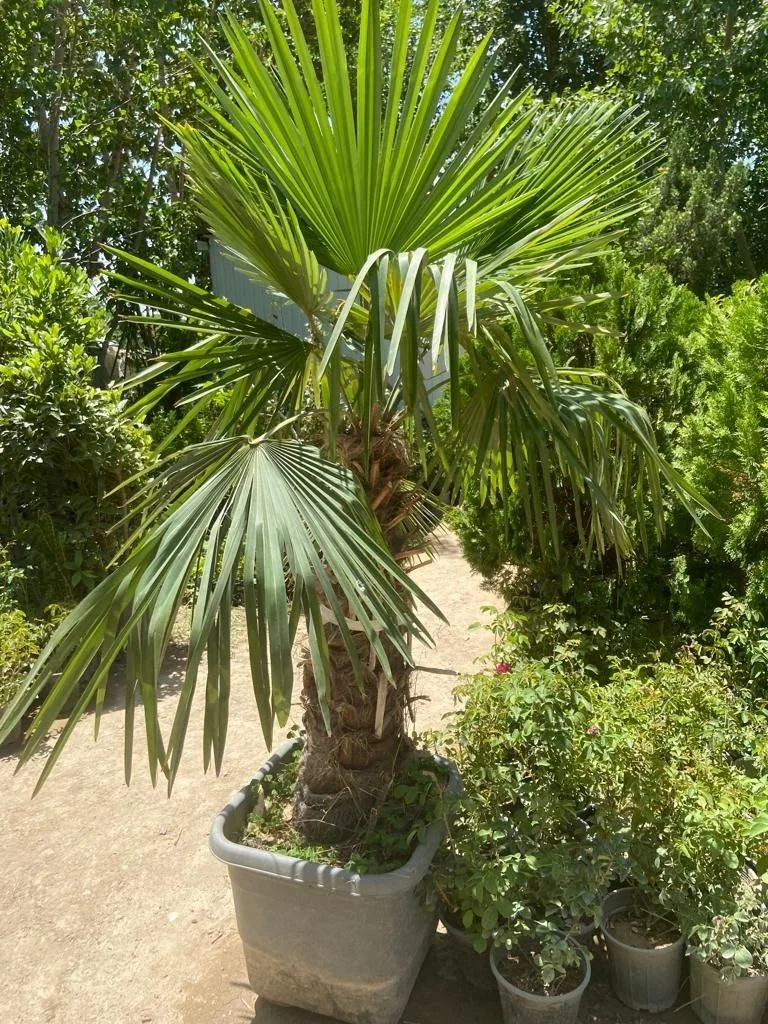 نهالستان بهمن آبادی (شعبه اصلی) - تصویر 4