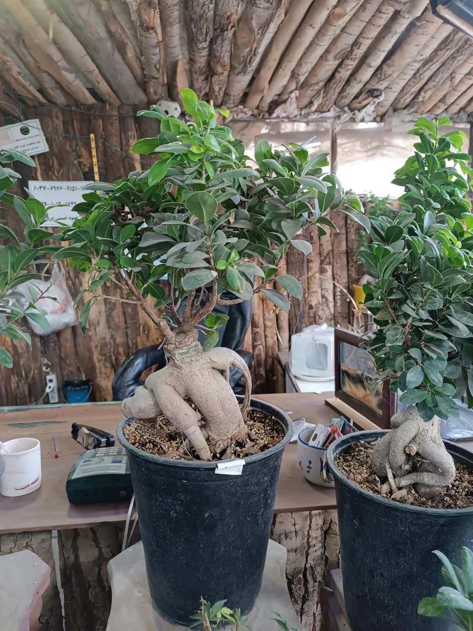 تولیدی گل و گیاه حسینی - تصویر 3