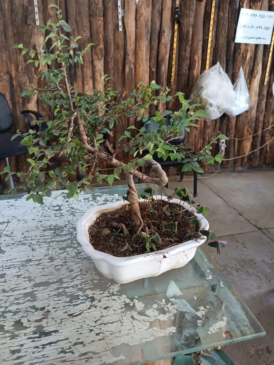 تولیدی گل و گیاه حسینی - تصویر 4