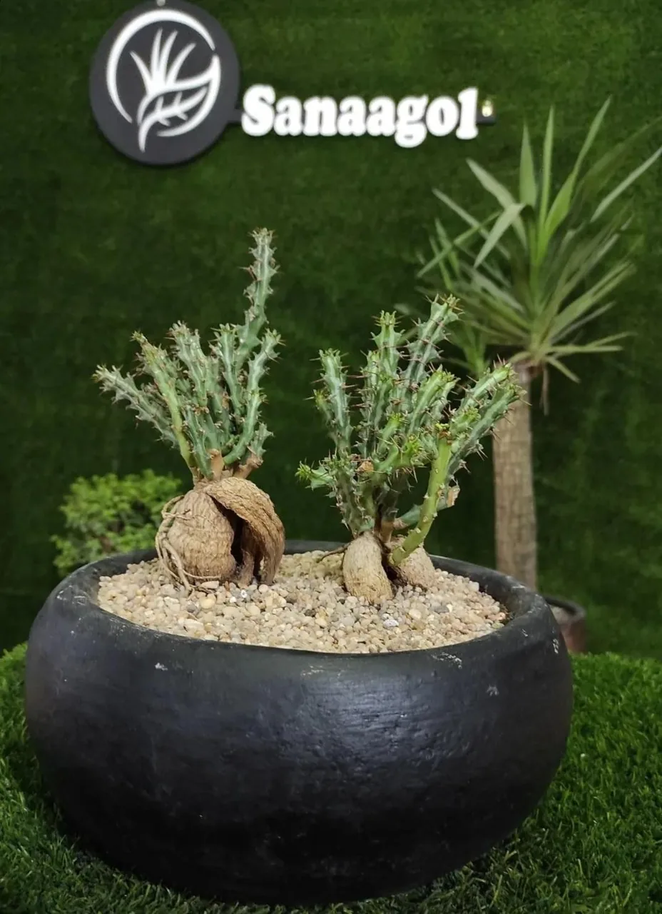 گلخانه سانا گل - تصویر 5