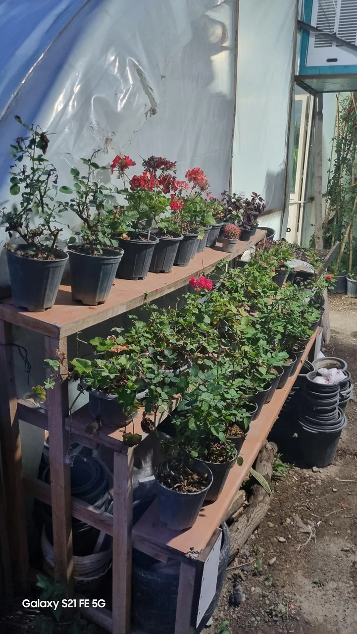 گلسرای کلیشمی - تصویر 3