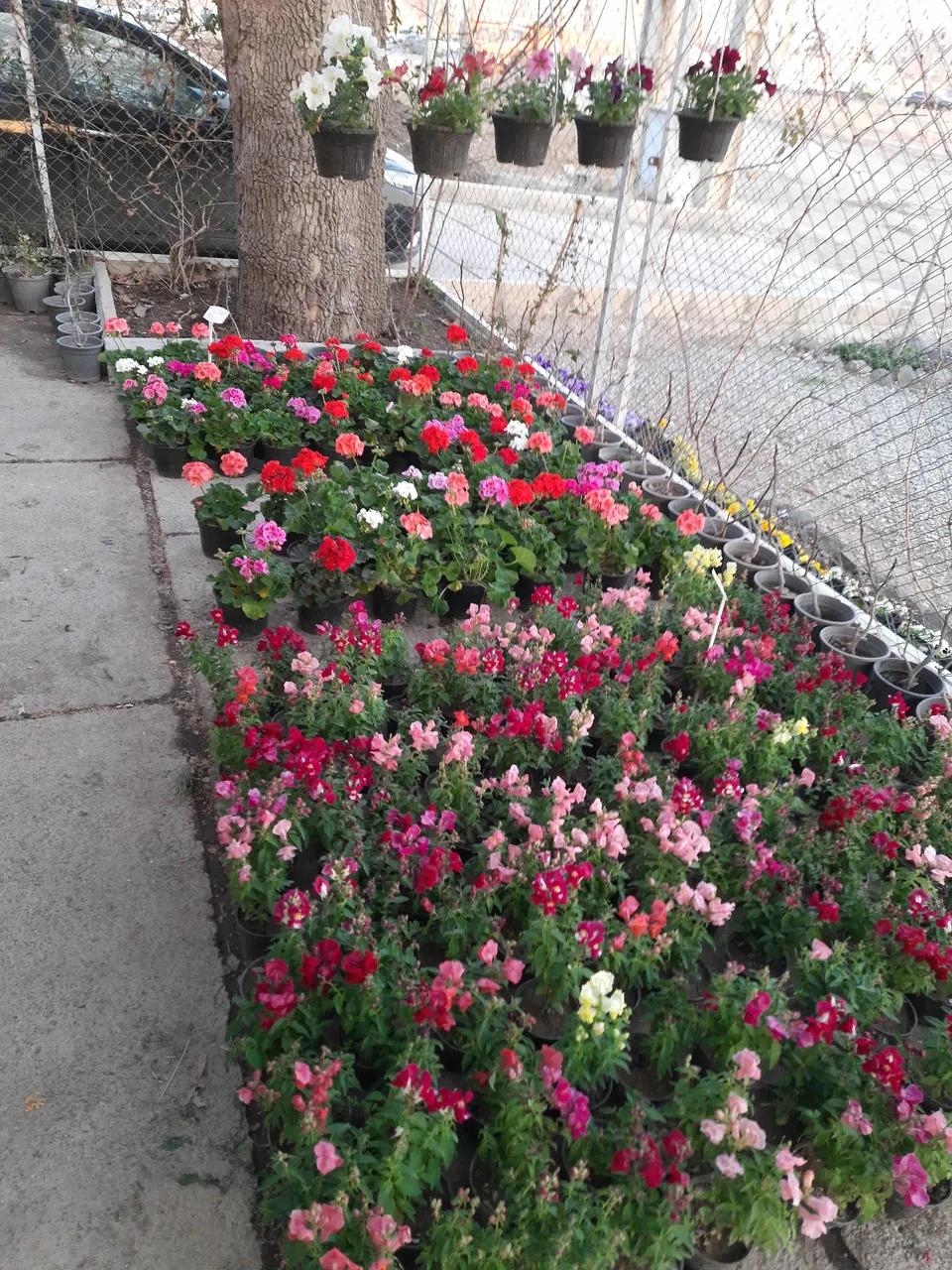 نهالستان مهندس حاج حسن ترابی - تصویر 4