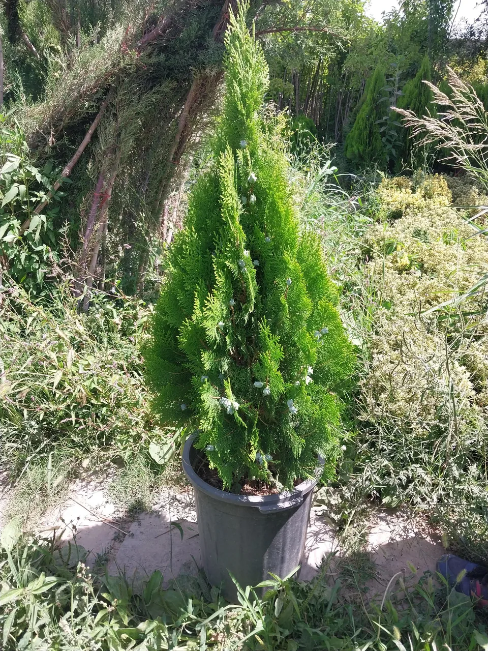 گل و گیاهان آپارتمانی طاهری - تصویر 3