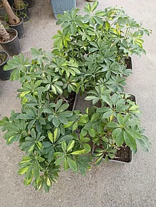 گلخانه افرا
