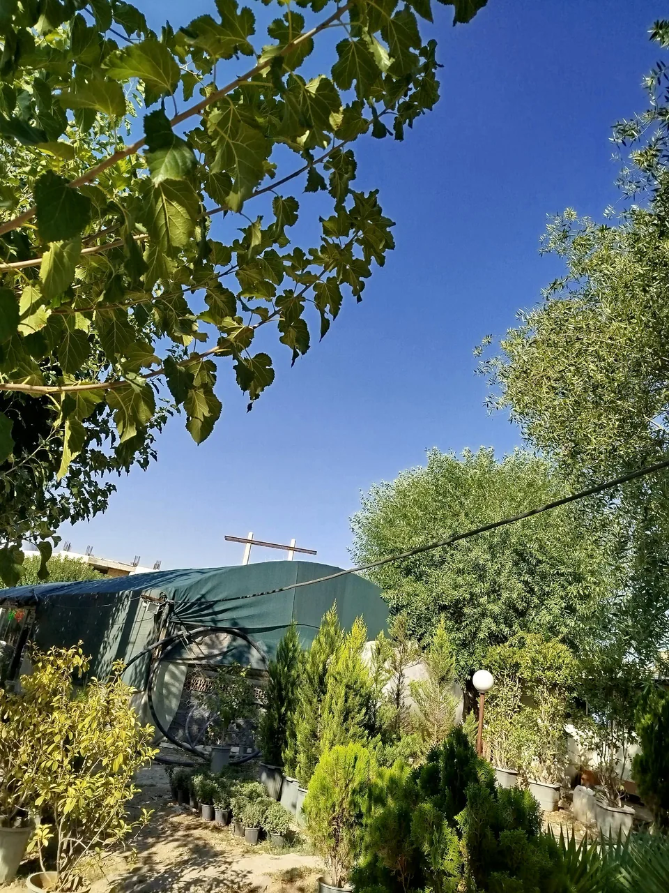 نمایشگاه گل یخ - تصویر 4