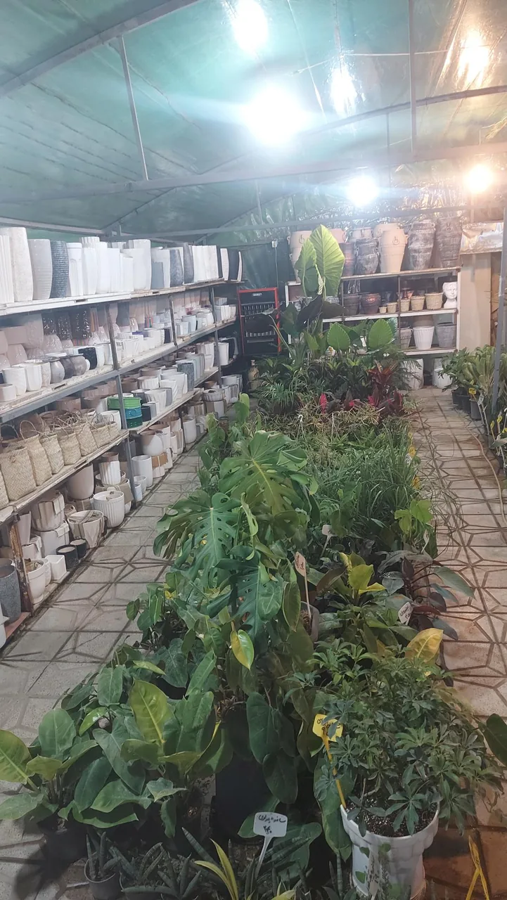 گلخانه اکسیژن - تصویر 4