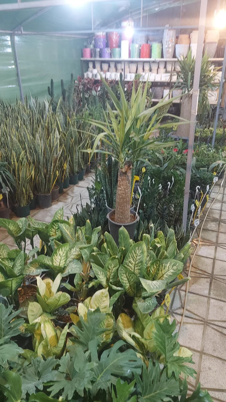 گلخانه اکسیژن - تصویر 5