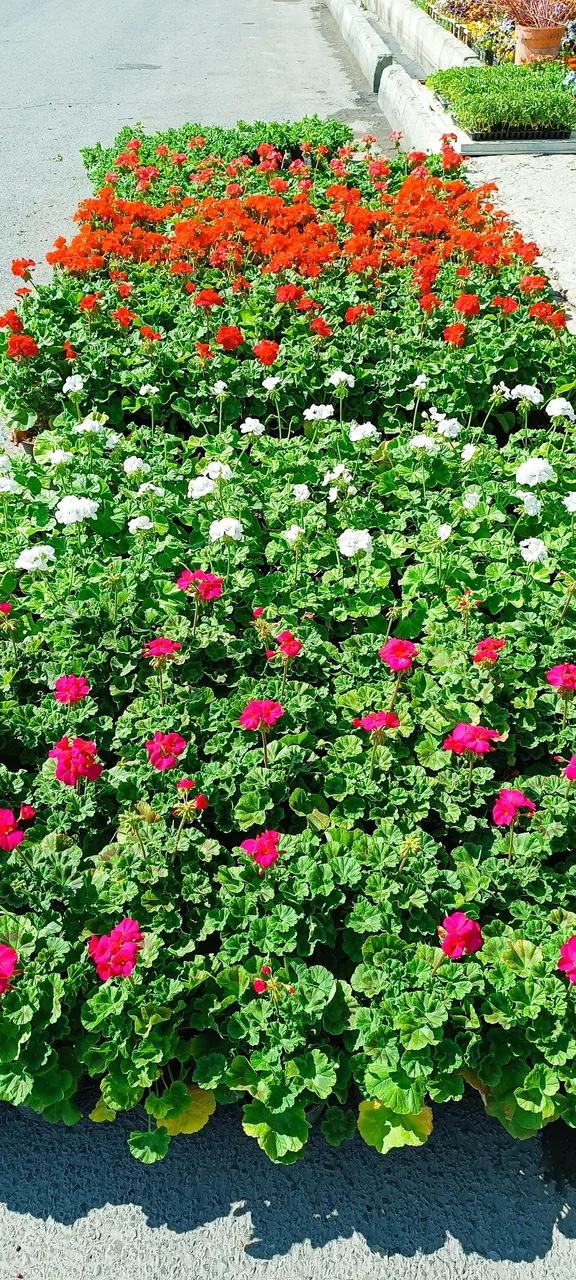 نمایشگاه گل و گیاه ناندینا - تصویر 2