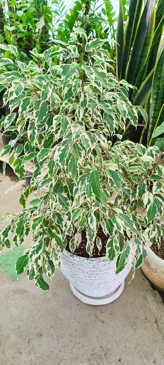 نمایشگاه گل و گیاه ناندینا - تصویر 4