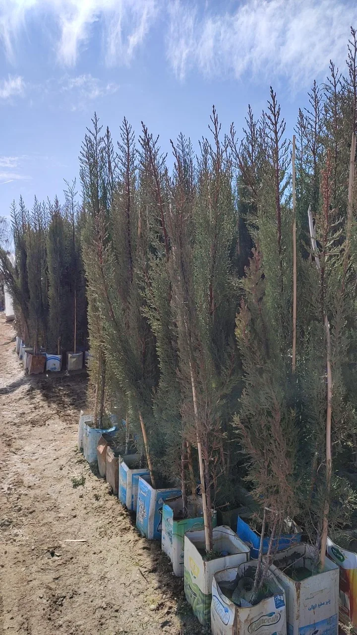 مجموعه تولیدی گل و گیاه نطنز - تصویر 3
