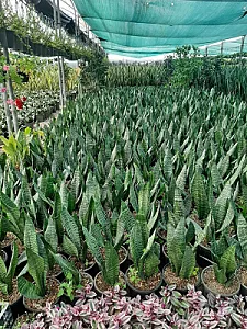 گلخانه دشت بهشت