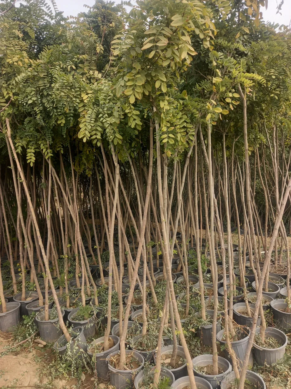 نهالستان شفیع آبادی