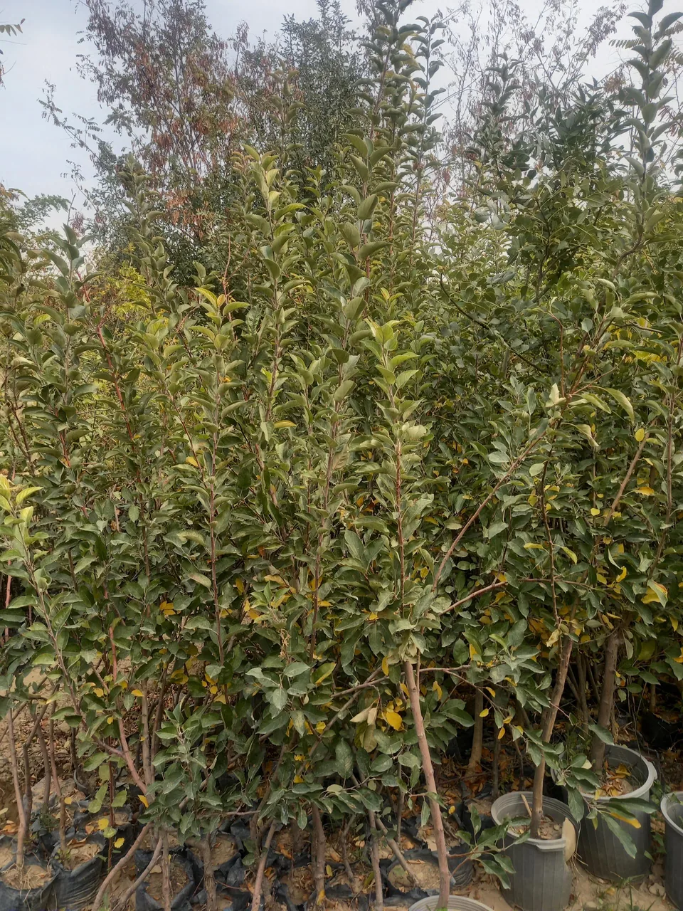 نهالستان شفیع آبادی - تصویر 2