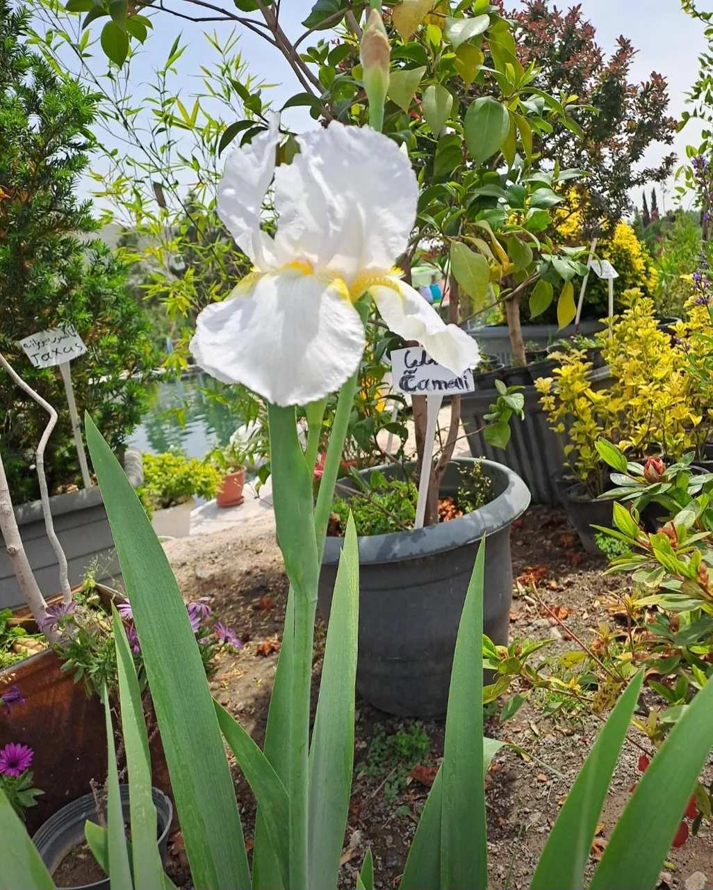 گلکده پالم