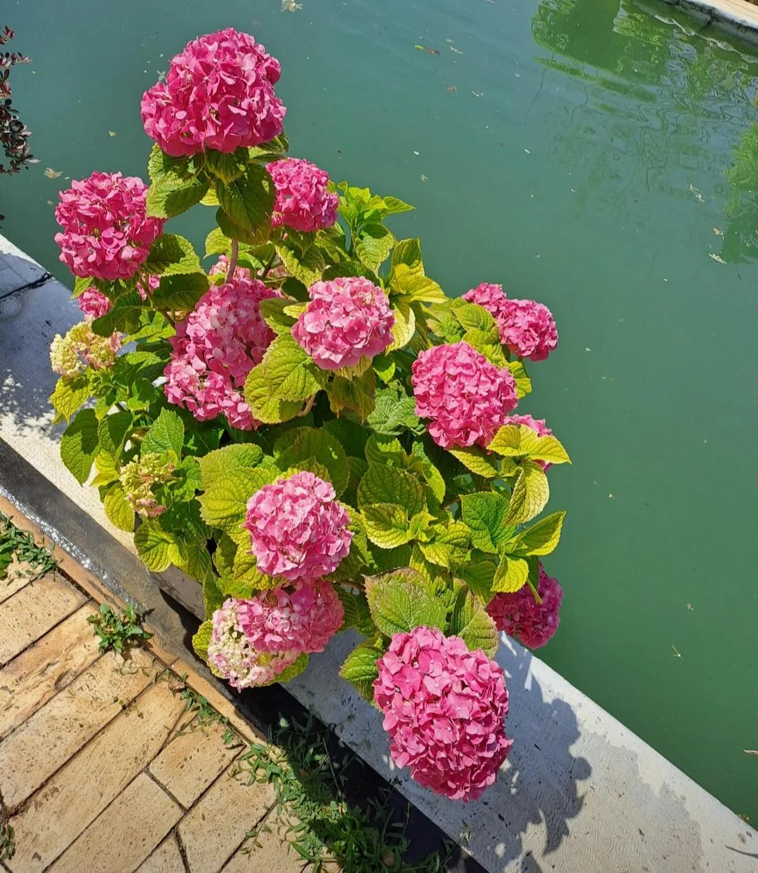 گلکده پالم - تصویر 5