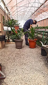 گلخانه عطرین