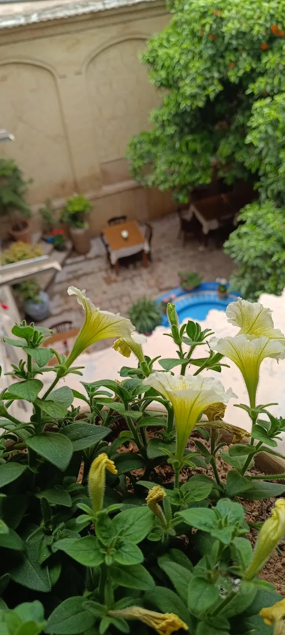 رستوران خانه سنتی پرهامی - تصویر 2