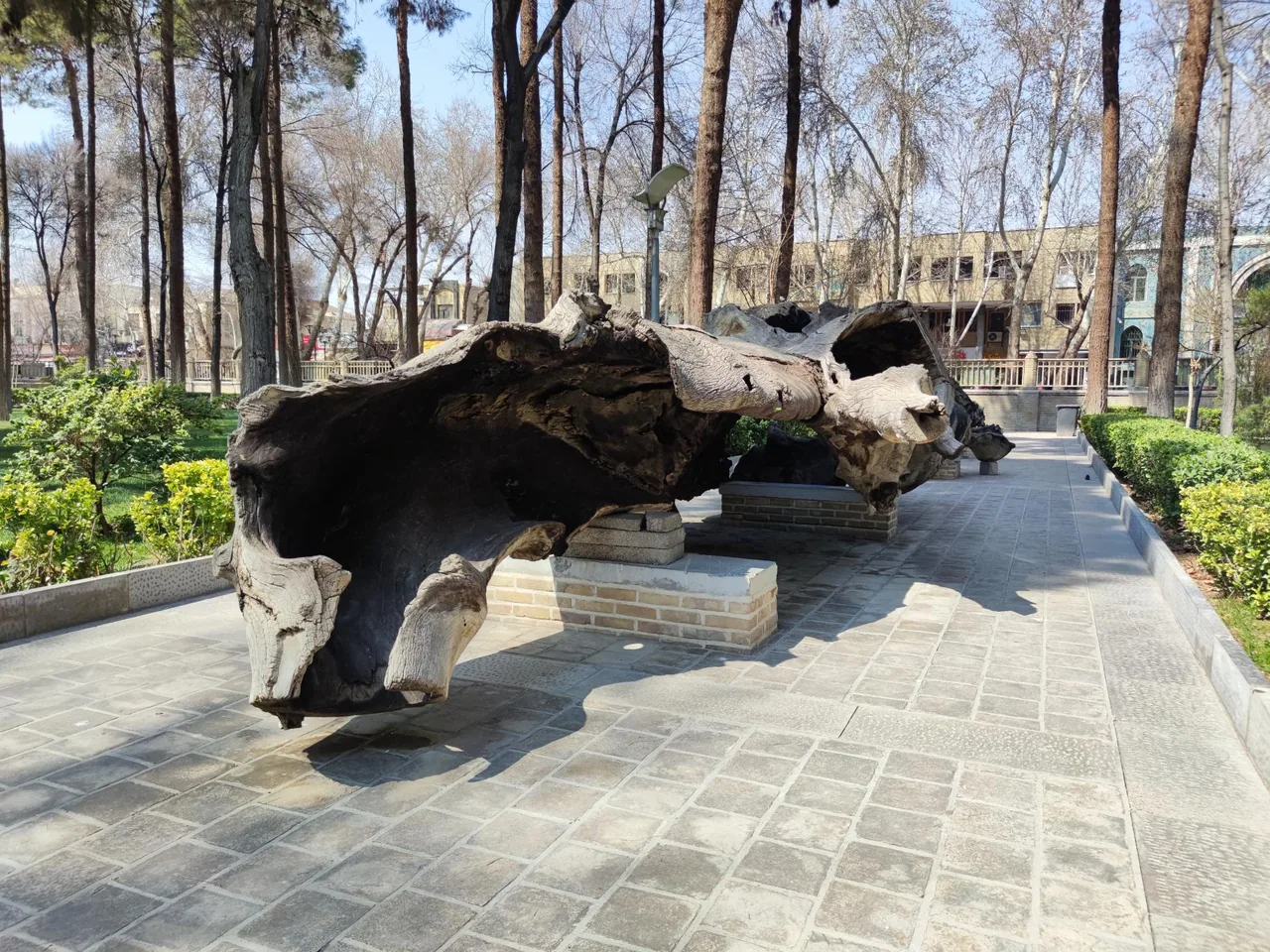 تنه چنار چهارصد ساله مدرسه چهارباغ