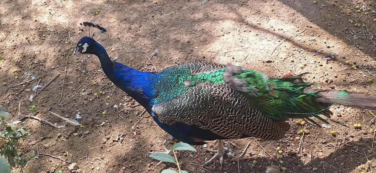 پارکینگ باغ پرندگان - تصویر 2
