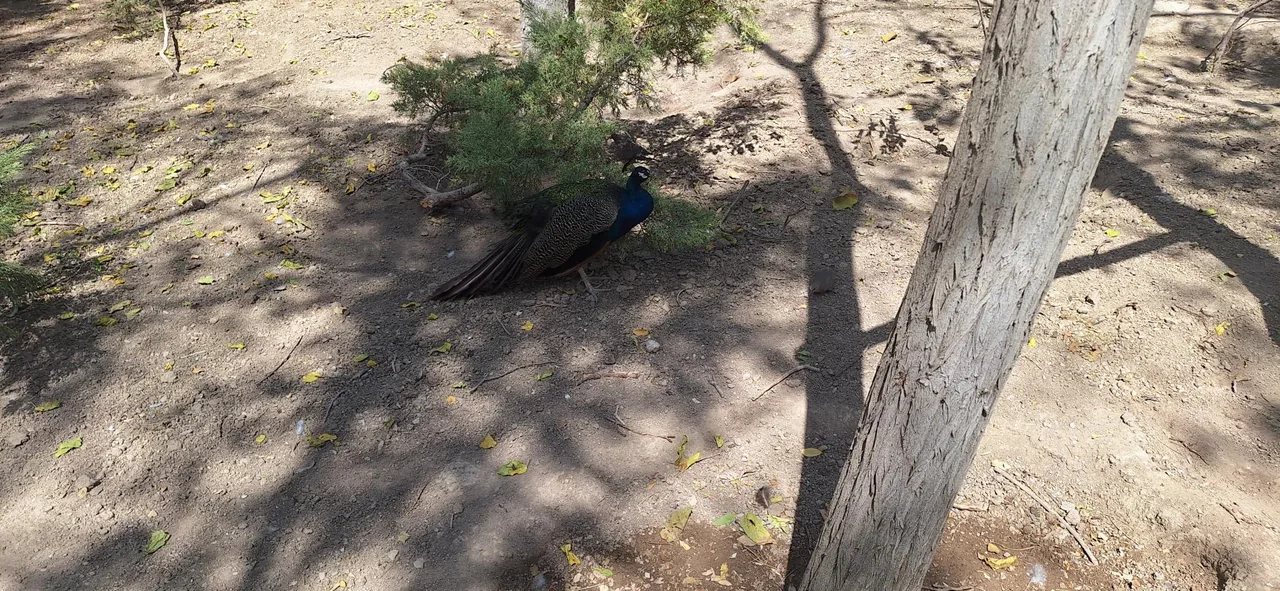 پارکینگ باغ پرندگان - تصویر 4