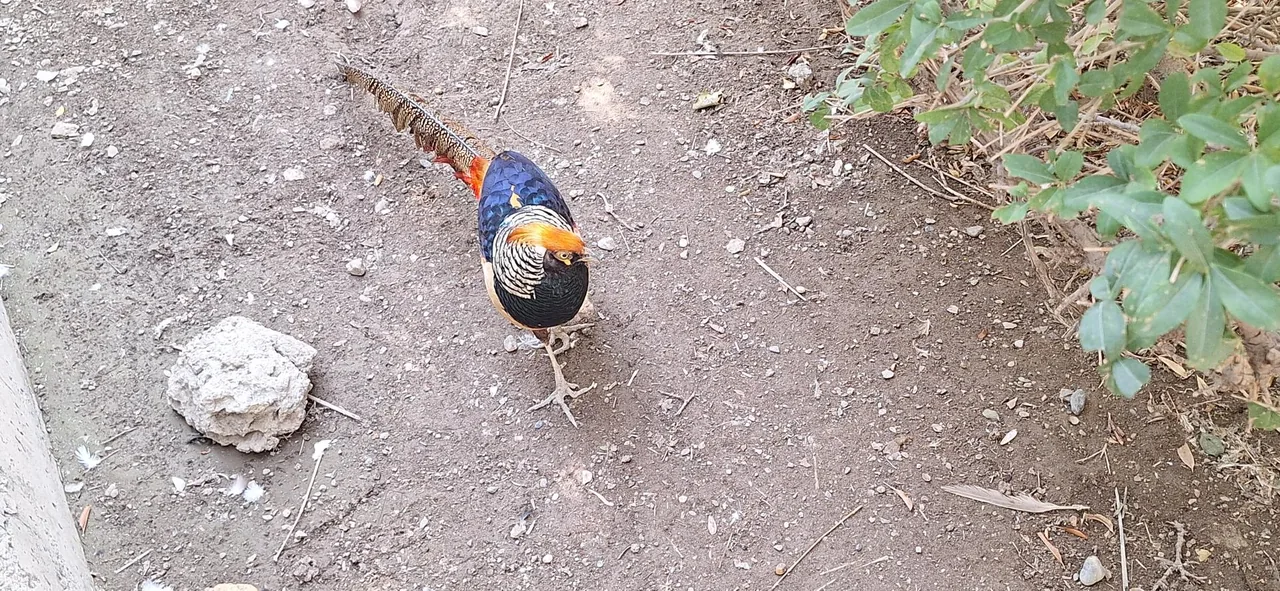 پارکینگ باغ پرندگان - تصویر 5
