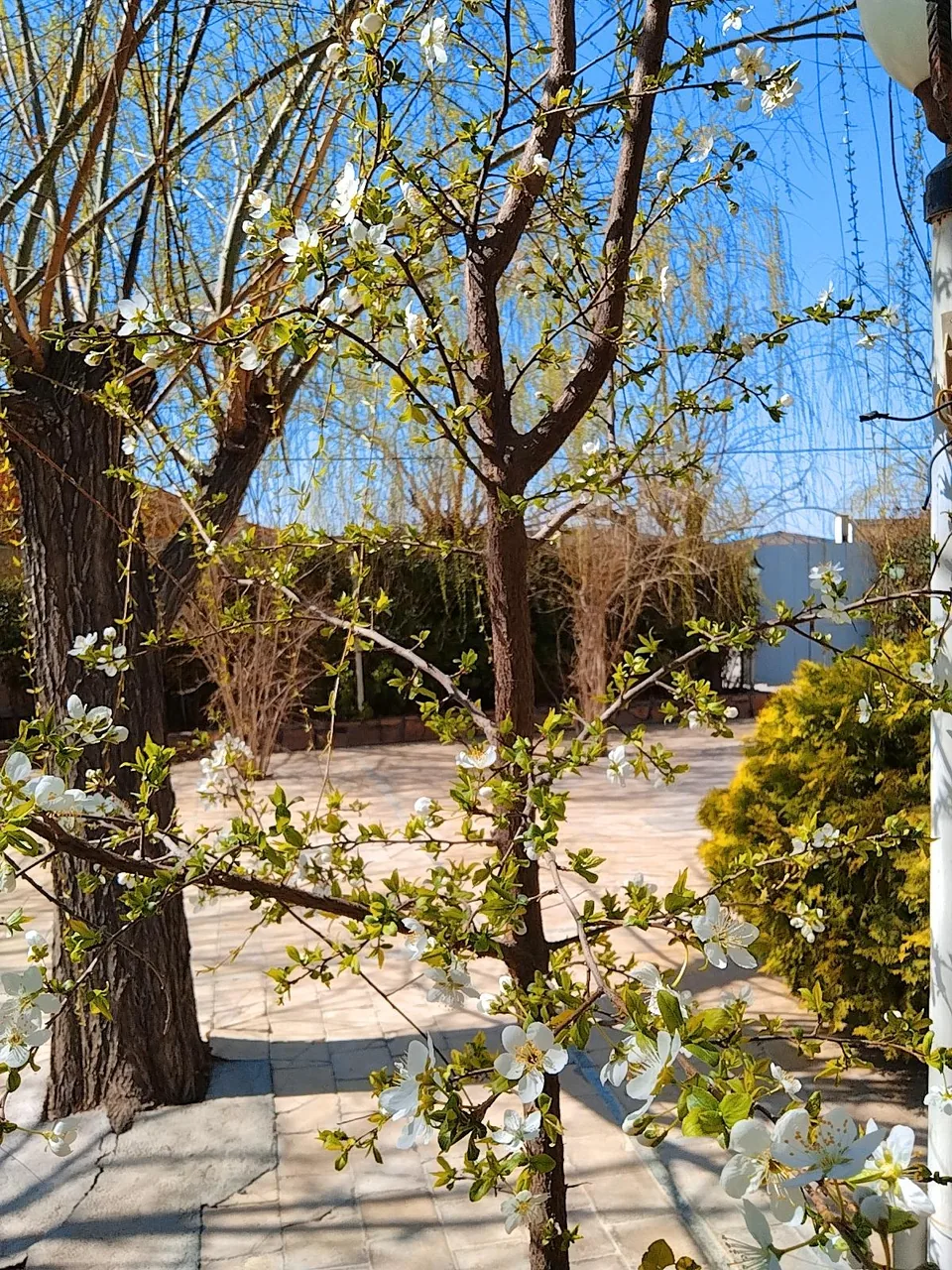 باغ رستوران رز - تصویر 3