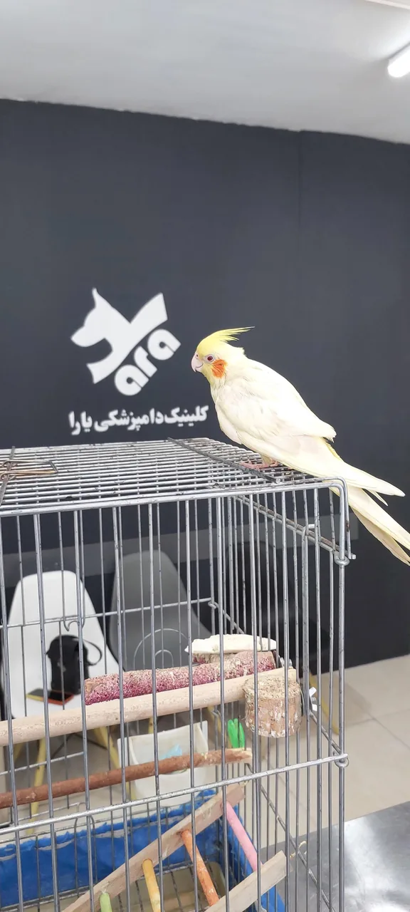 کلینیک دامپزشکی یارا - تصویر 5