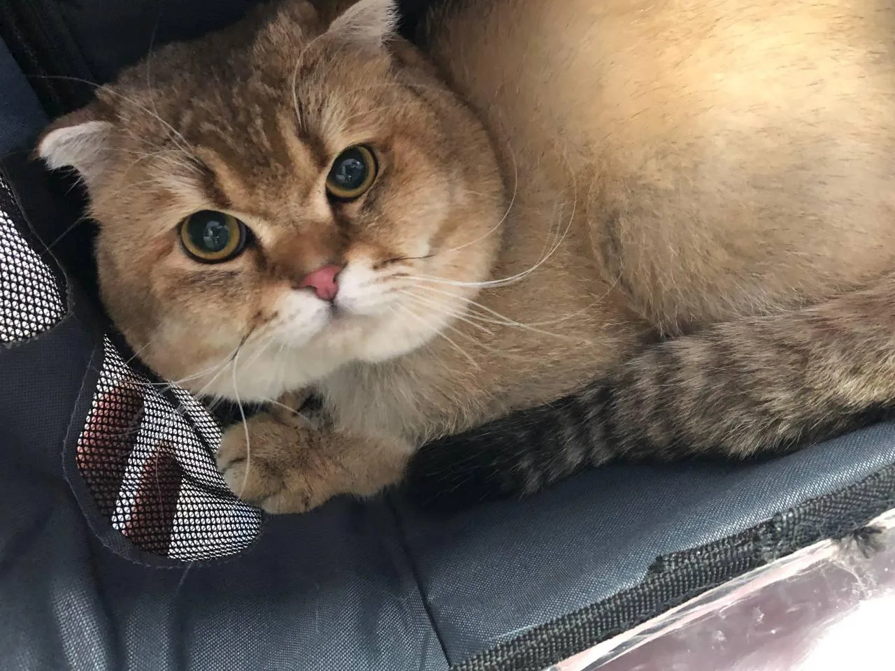 کلینیک دامپزشکی آبتین - تصویر 3
