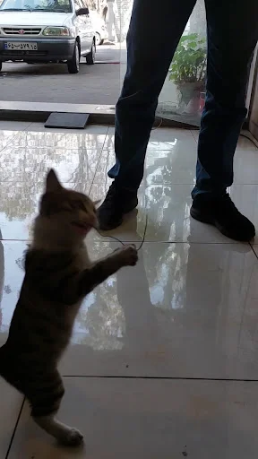 برق و الکترونیک خودرو تسلا