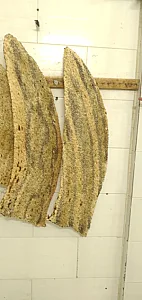 نانوایی سنگک سنتی خوشه زرین