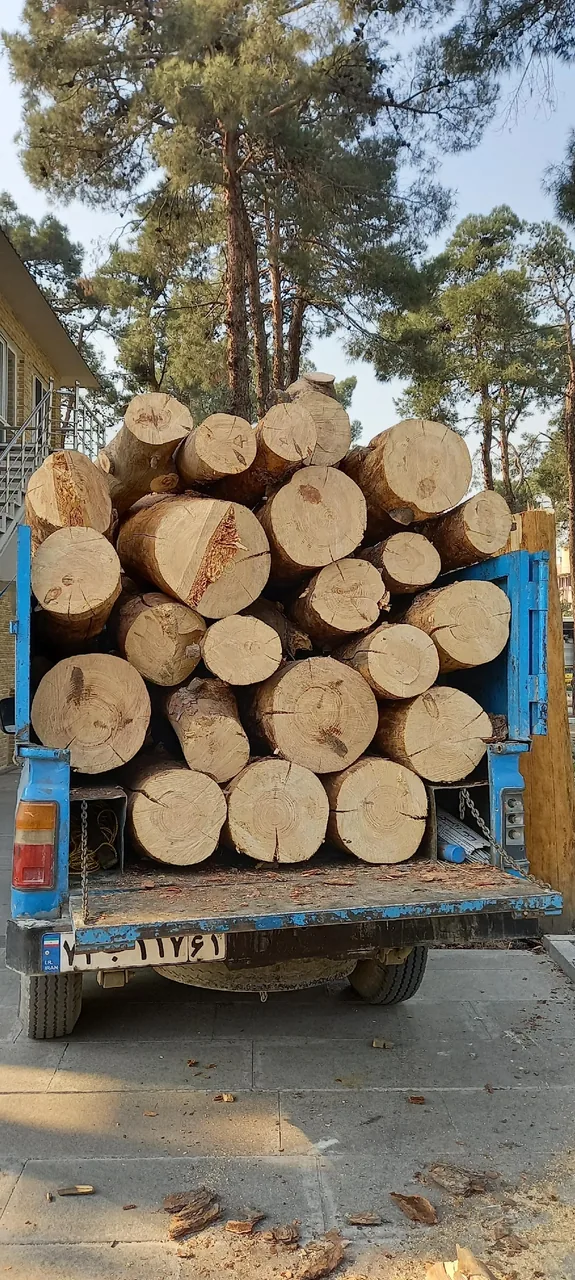 چوب فروشی نوروزی