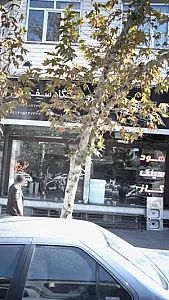 فروشگاه سفیدی