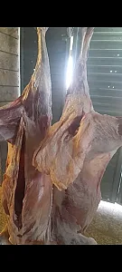 قصابی نمونه